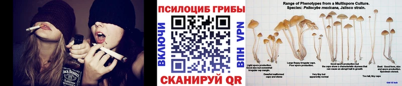 Псилоцибиновые грибы Cubensis сколько стоит Новокубанск
